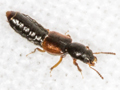 Bledius dissimilis